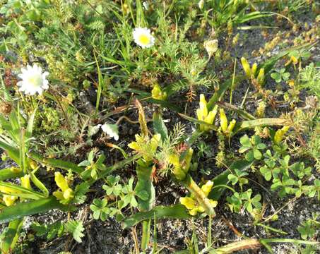 Imagem de Lachenalia reflexa Thunb.