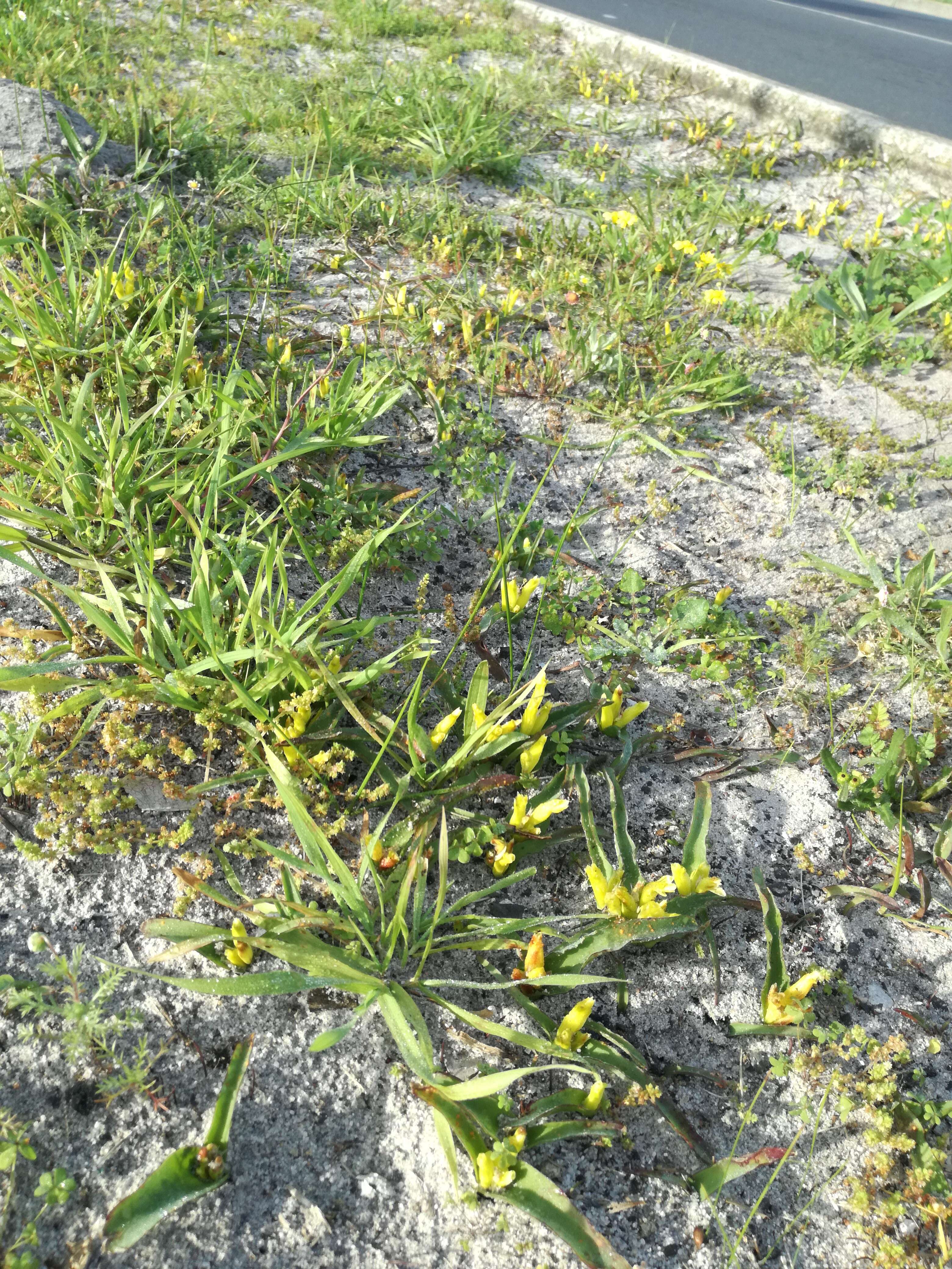 Imagem de Lachenalia reflexa Thunb.