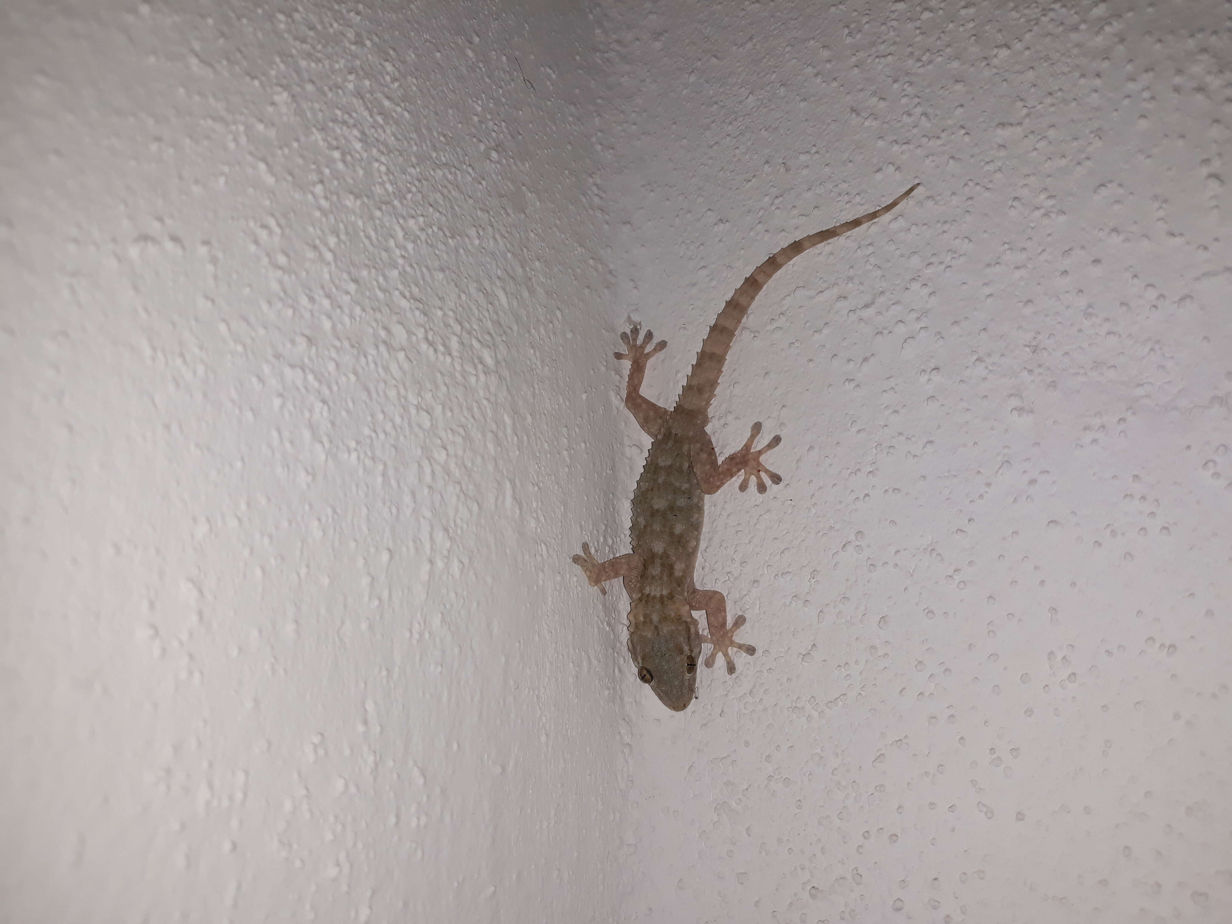 Image of Common Wall Gecko