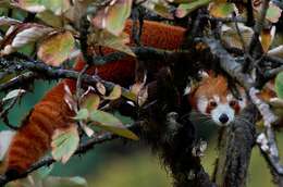 Image of red pandas