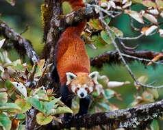 Image of red pandas