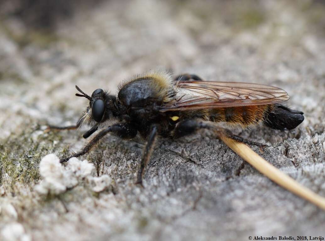 صورة Laphria flava (Linnaeus 1761)