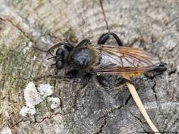 صورة Laphria flava (Linnaeus 1761)