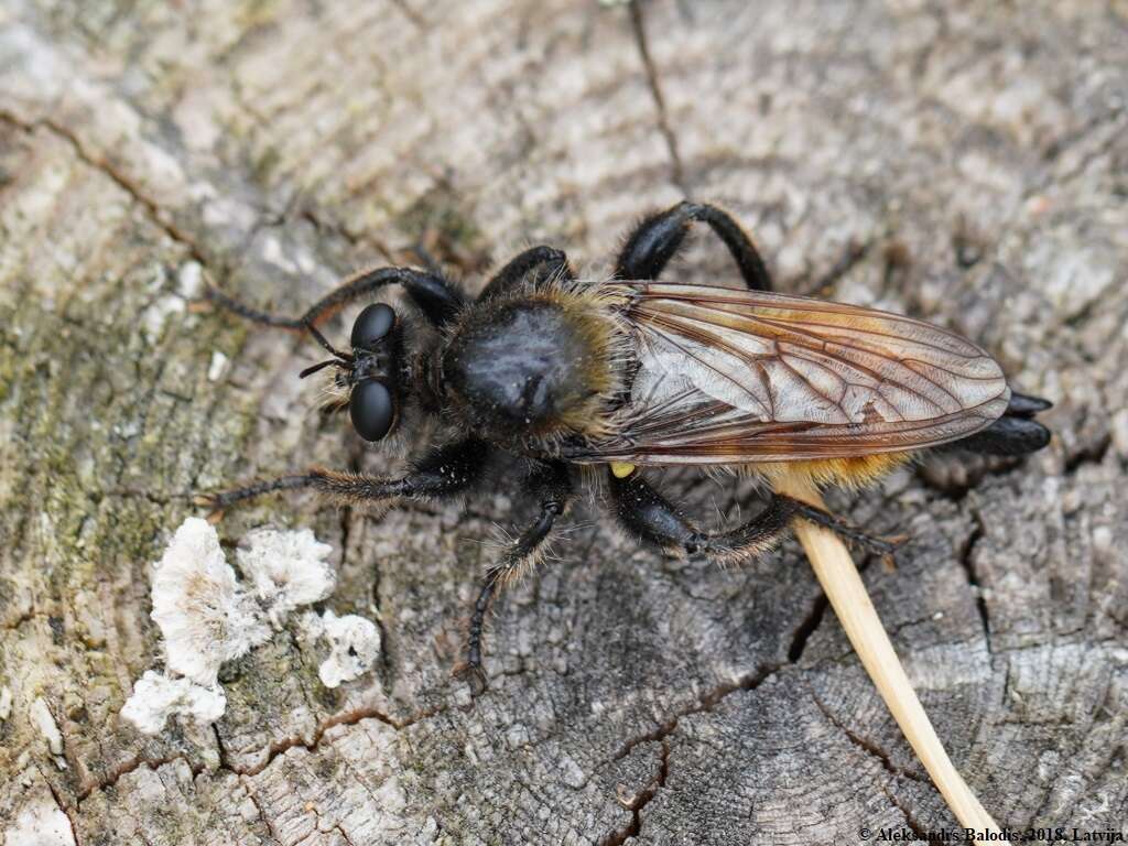 Image of Laphria flava (Linnaeus 1761)