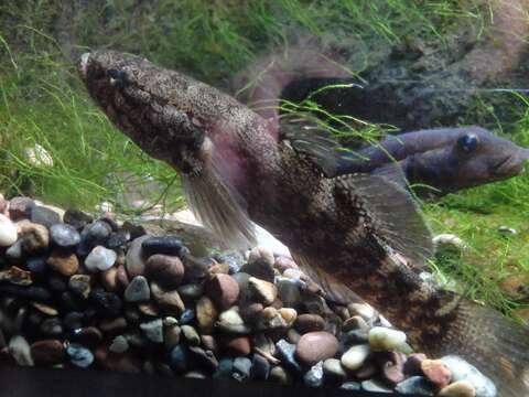 Image of Hawaii Spinecheek Gudgeon