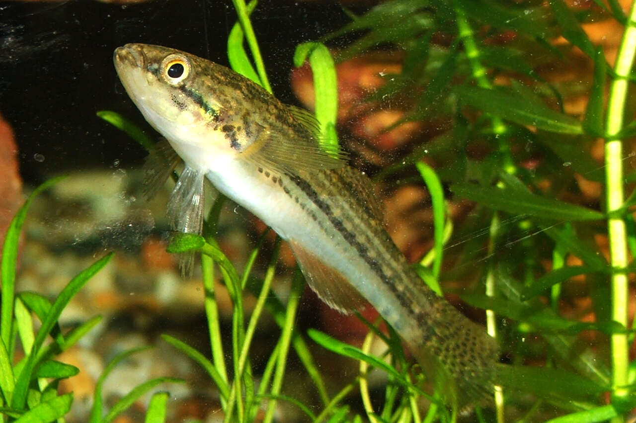 Image of Striped gudgeon