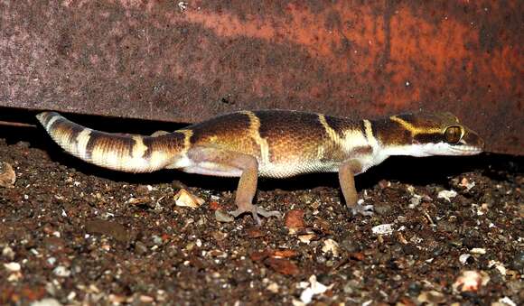 Image of Banded Ground Gecko