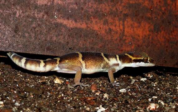 Image of Banded Ground Gecko