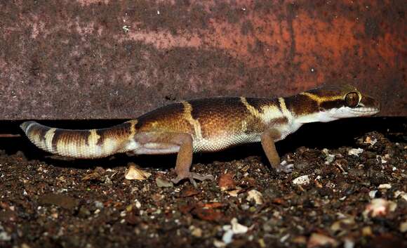 Image of Banded Ground Gecko