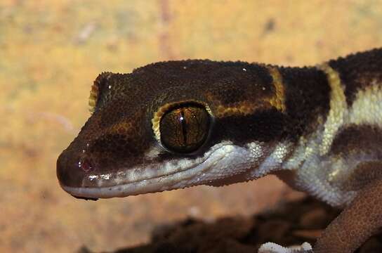 Image of Banded Ground Gecko