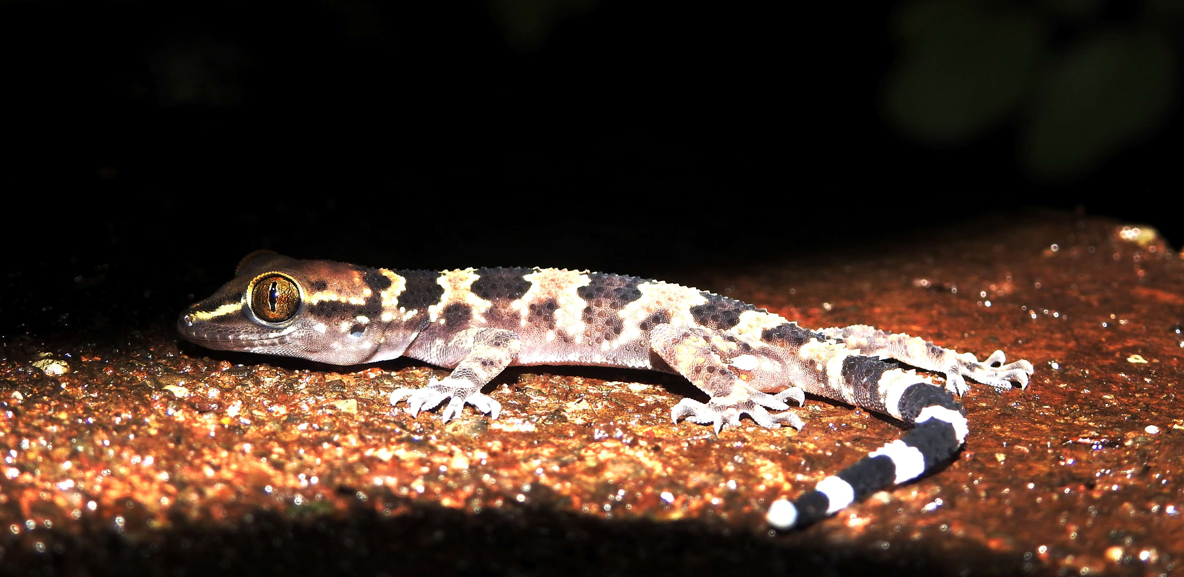 Image of Spotted Leaf-toed Gecko