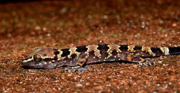 Image of Spotted Leaf-toed Gecko