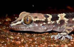 Image of Spotted Leaf-toed Gecko