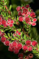 Image of bloodbell heath