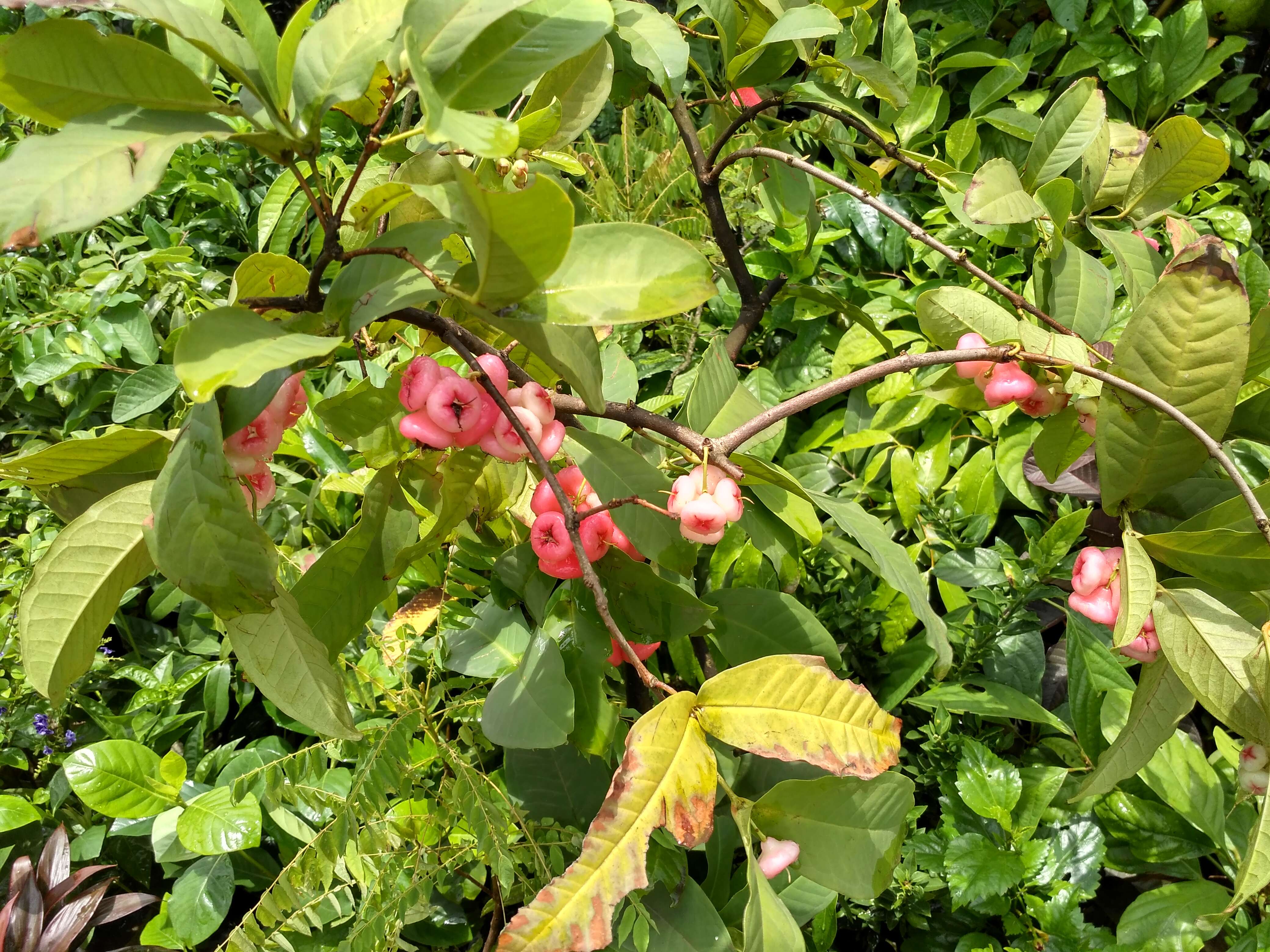 Imagem de Syzygium samarangense (Bl.) Merr. & L. M. Perry