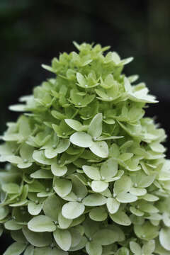 Image of panicled hydrangea