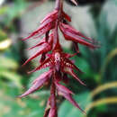 Image of Bulbophyllum roraimense Rolfe