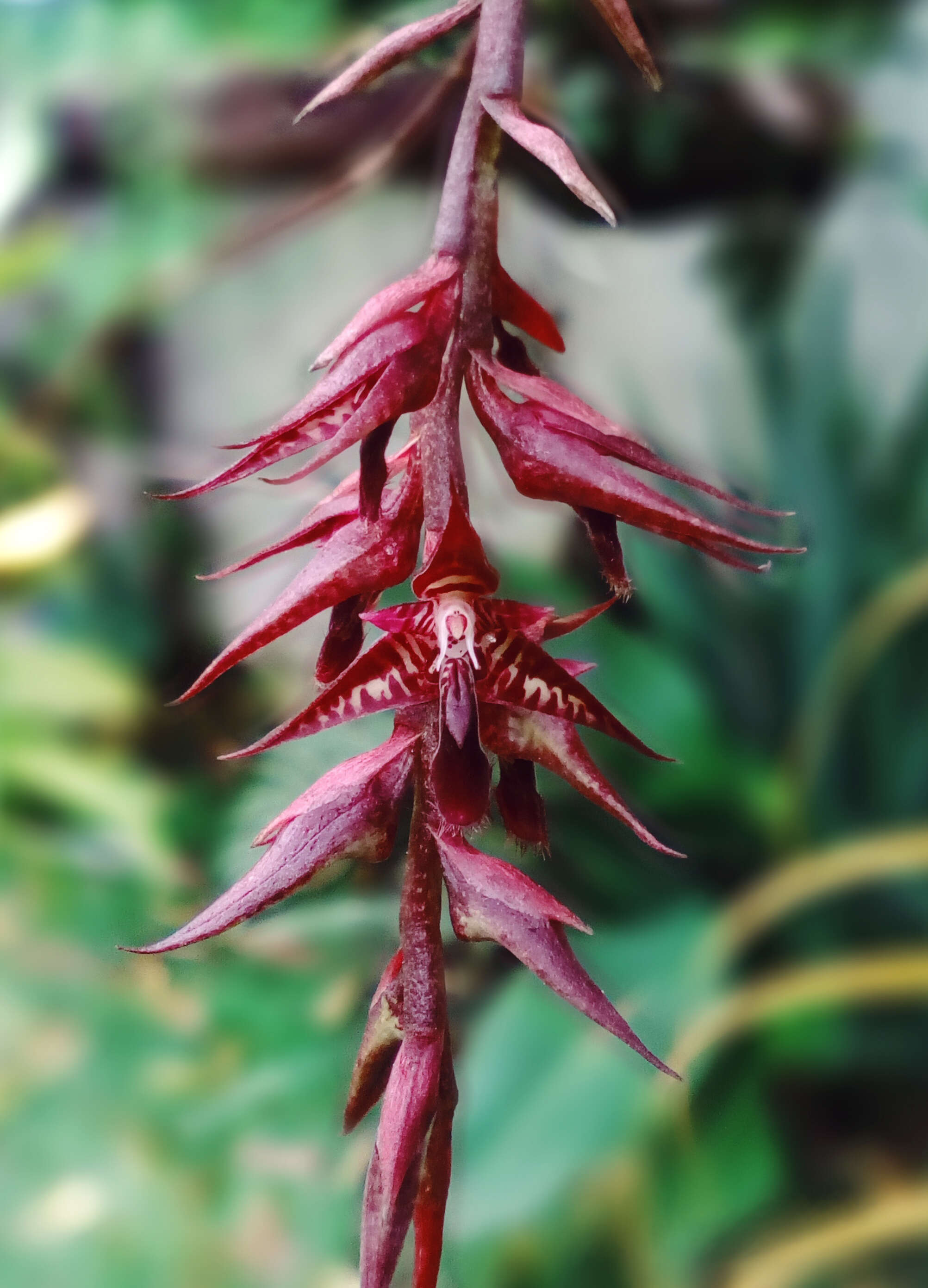 Image of Bulbophyllum roraimense Rolfe