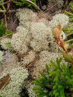 Image of star reindeer lichen