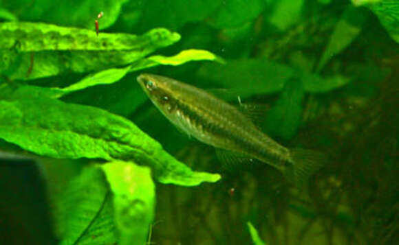 Image of Golden Carp-gudgeon