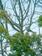 Image of Afrocarpus falcatus