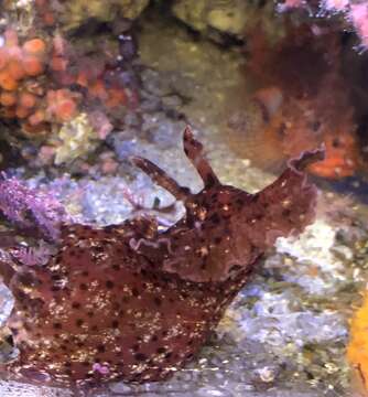 Image of California sea hare