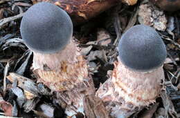 Image of Leucoagaricus americanus (Peck) Vellinga 2000