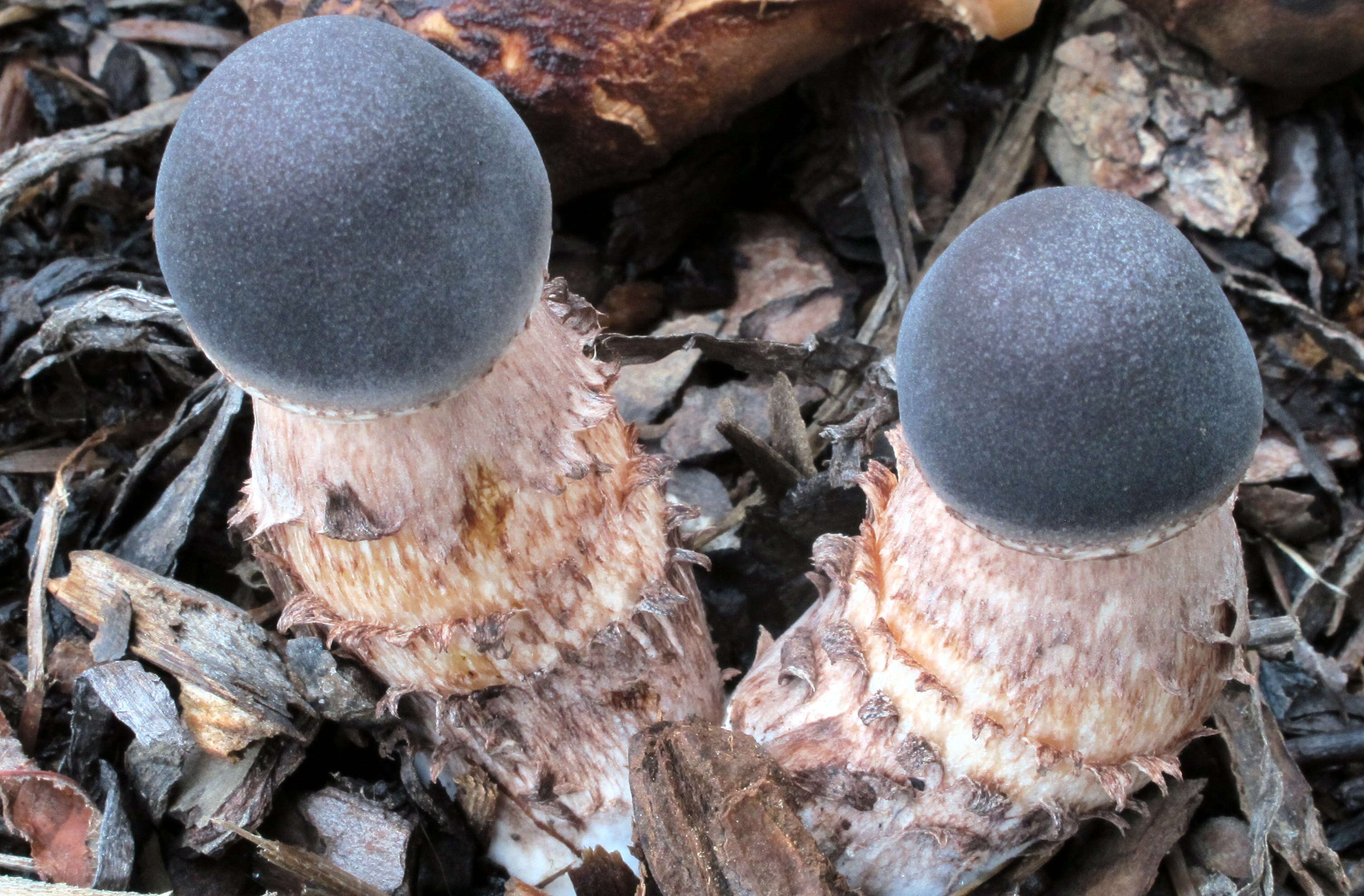 Image of Leucoagaricus americanus (Peck) Vellinga 2000