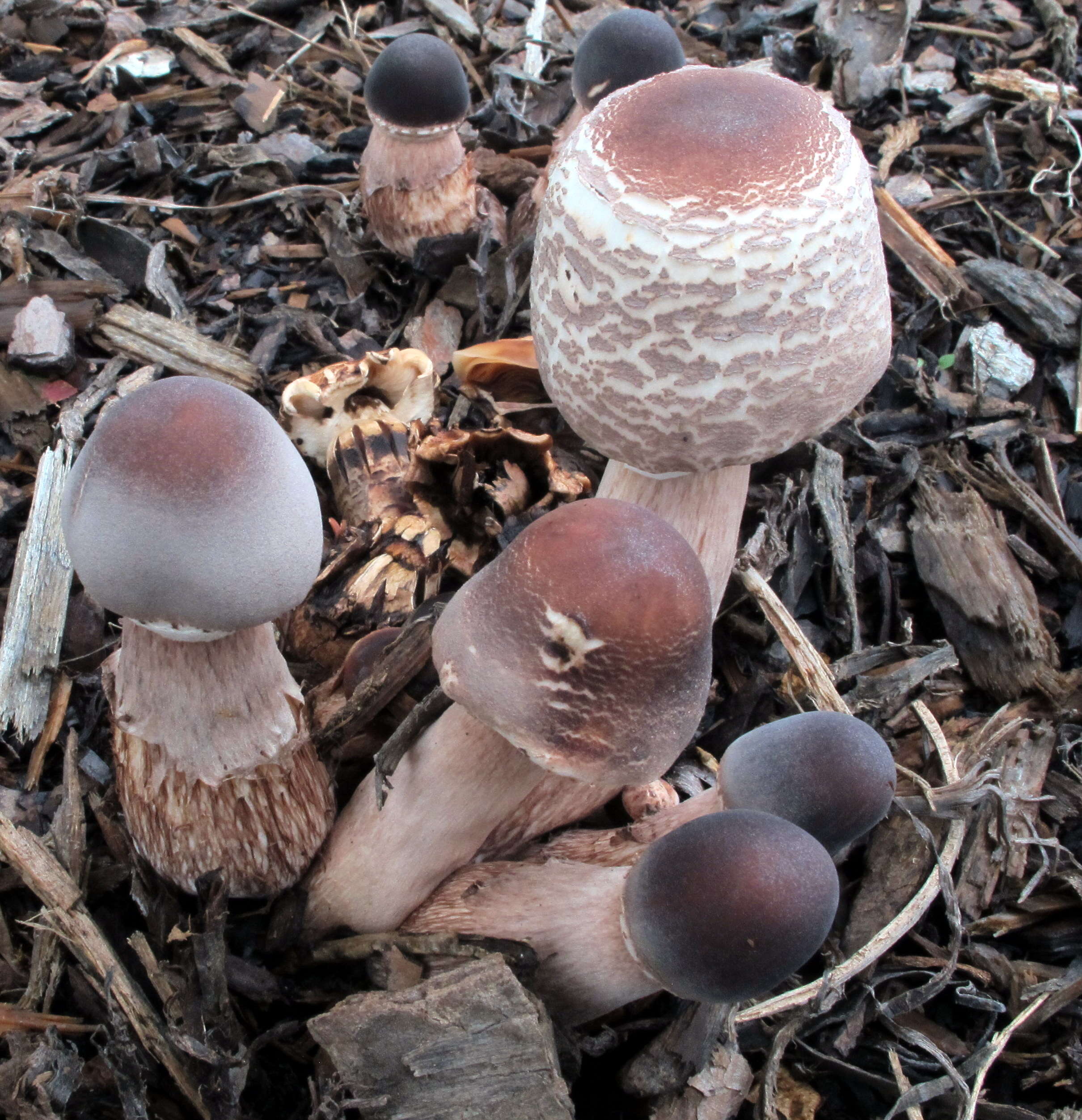 Image of Leucoagaricus americanus (Peck) Vellinga 2000