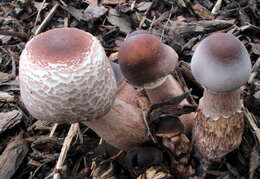 Image of Leucoagaricus americanus (Peck) Vellinga 2000