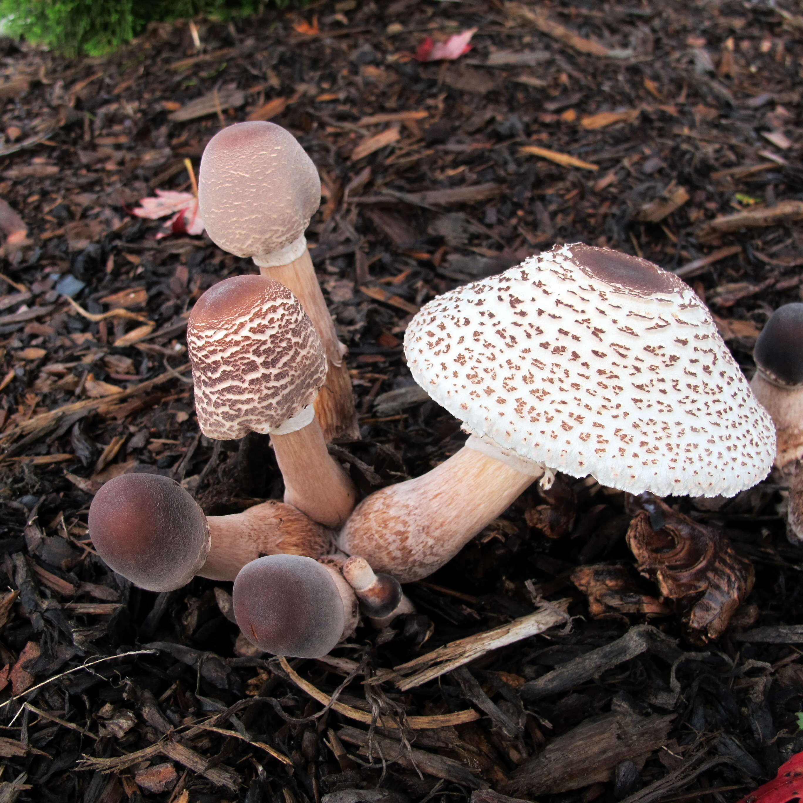 Image of Leucoagaricus americanus (Peck) Vellinga 2000