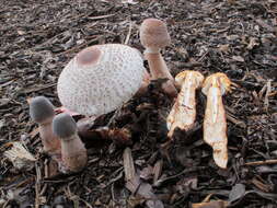 Image of Leucoagaricus americanus (Peck) Vellinga 2000