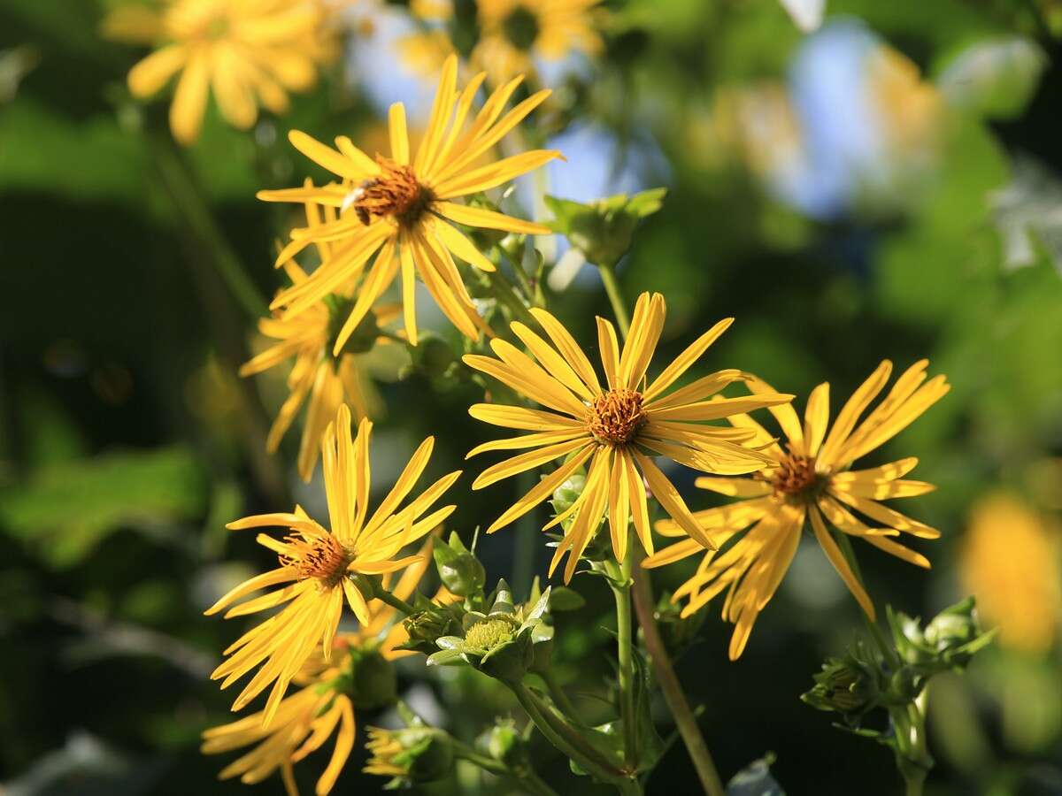 Silphium resmi