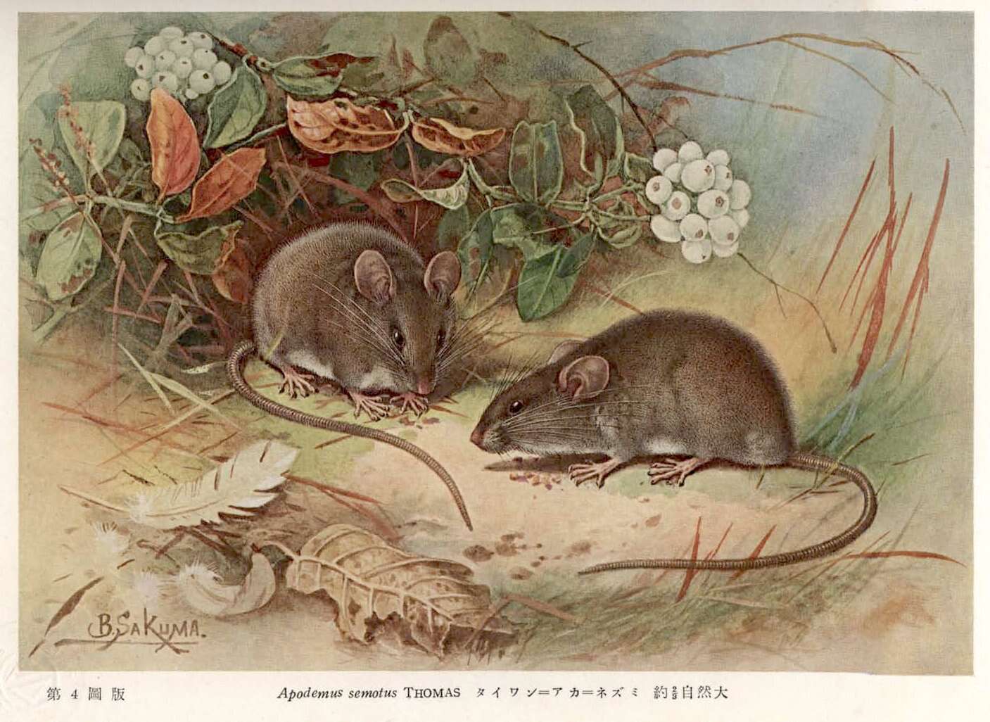 Image of Taiwan Field Mouse