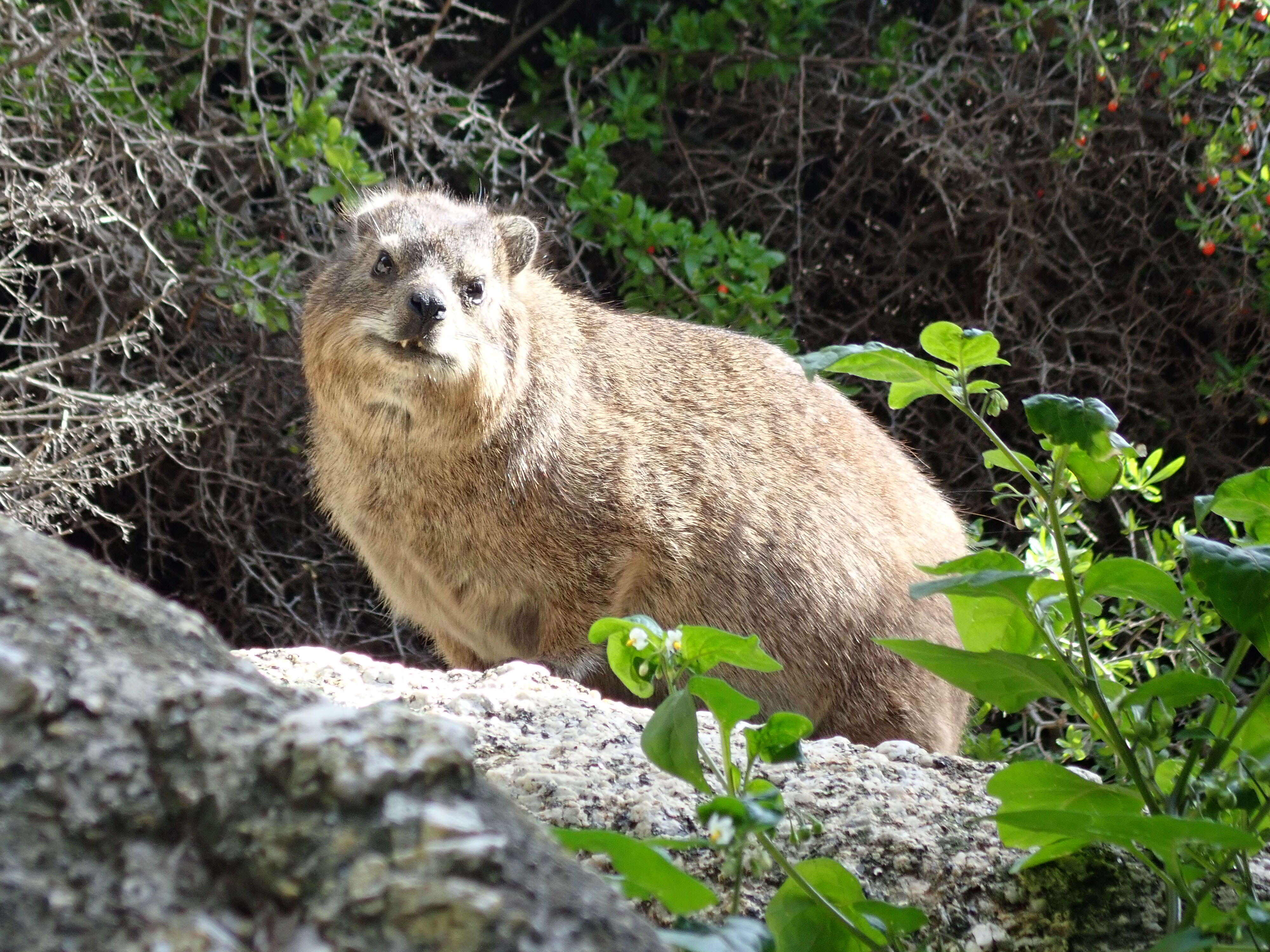 Image of Rock Hyrax