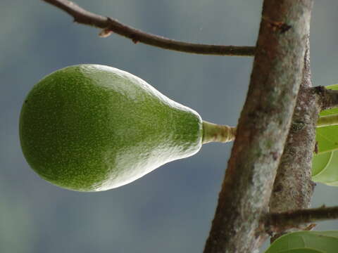 Image of avocado