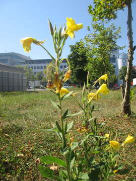 Imagem de Oenothera biennis L.