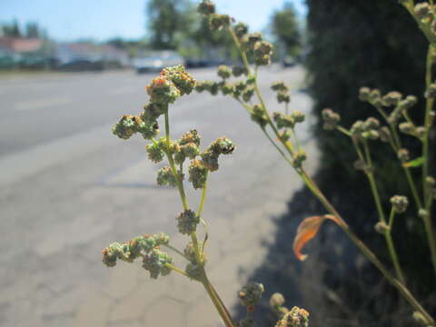 Imagem de Chenopodium album L.