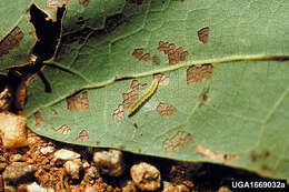 Image of Bucculatrix ainsliella Murtfeldt 1905