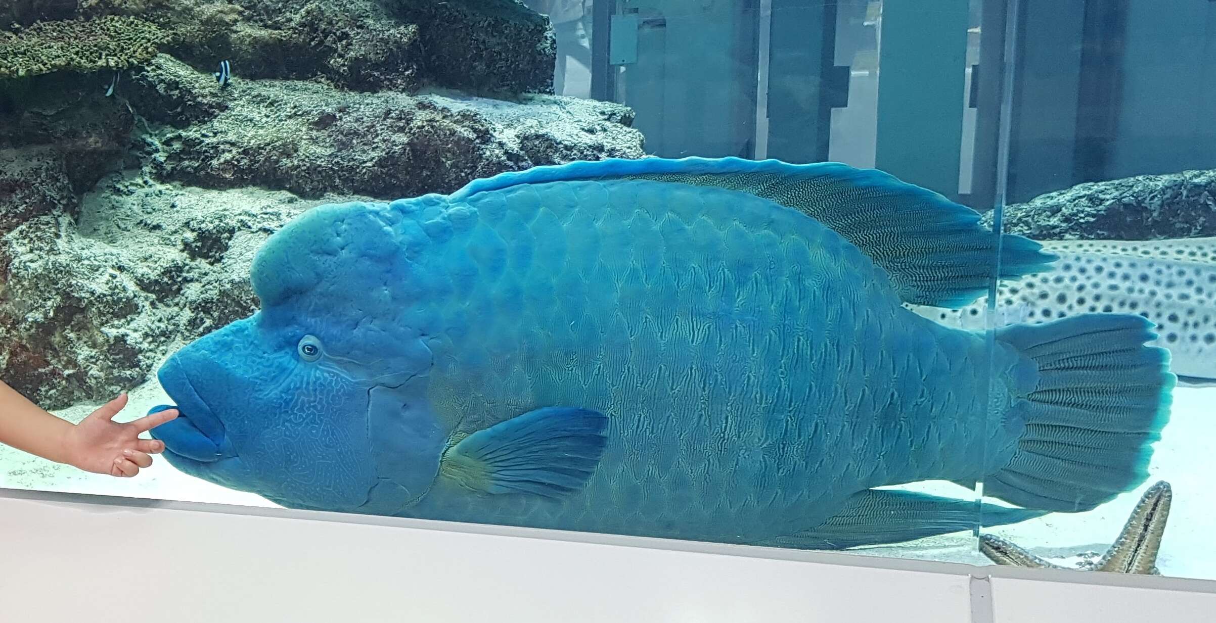 Image of Giant Wrasse