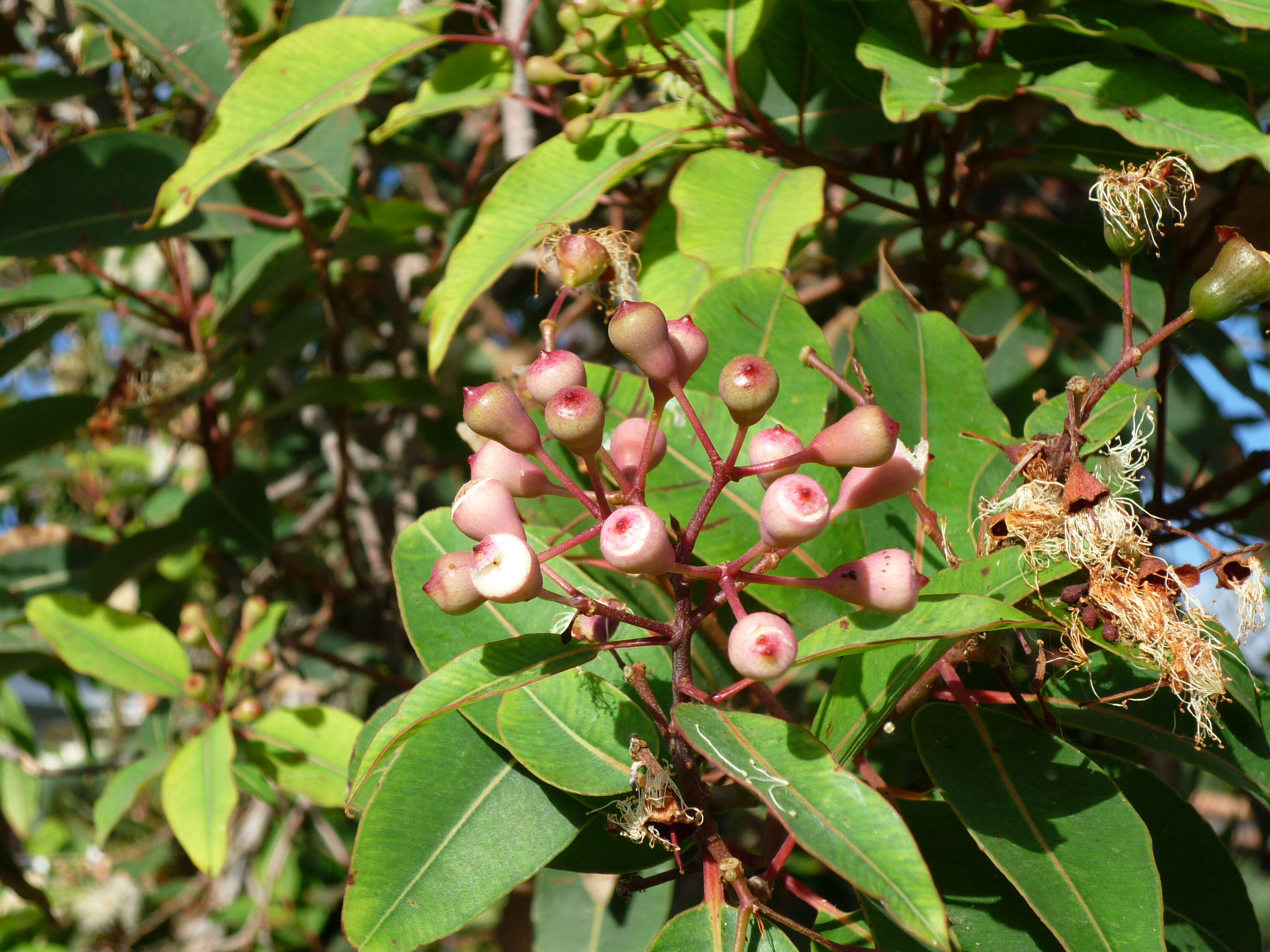 Sivun Corymbia calophylla (Lindl.) K. D. Hill & L. A. S. Johnson kuva