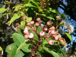 Sivun Corymbia calophylla (Lindl.) K. D. Hill & L. A. S. Johnson kuva