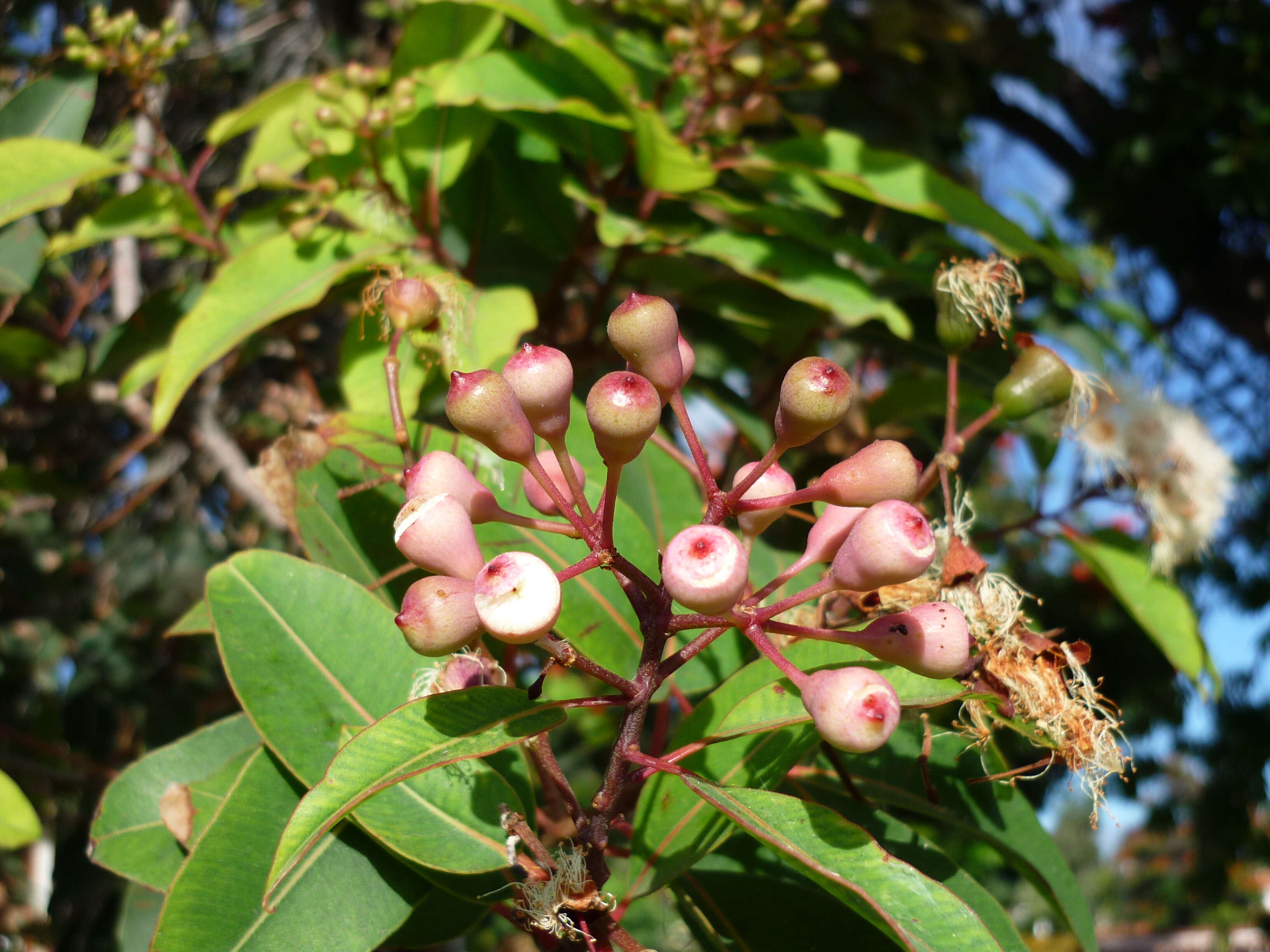 Sivun Corymbia calophylla (Lindl.) K. D. Hill & L. A. S. Johnson kuva