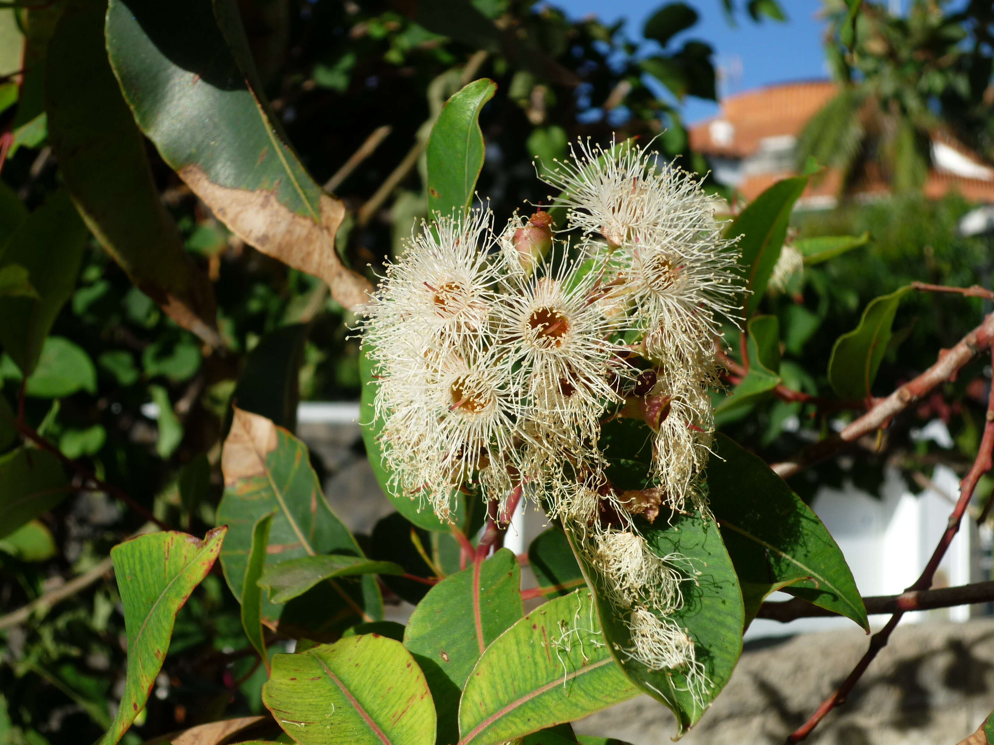 Sivun Corymbia calophylla (Lindl.) K. D. Hill & L. A. S. Johnson kuva