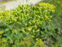 Image of wild parsnip