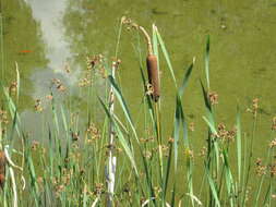 Image of broadleaf cattail