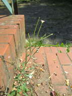 Image of american willowherb