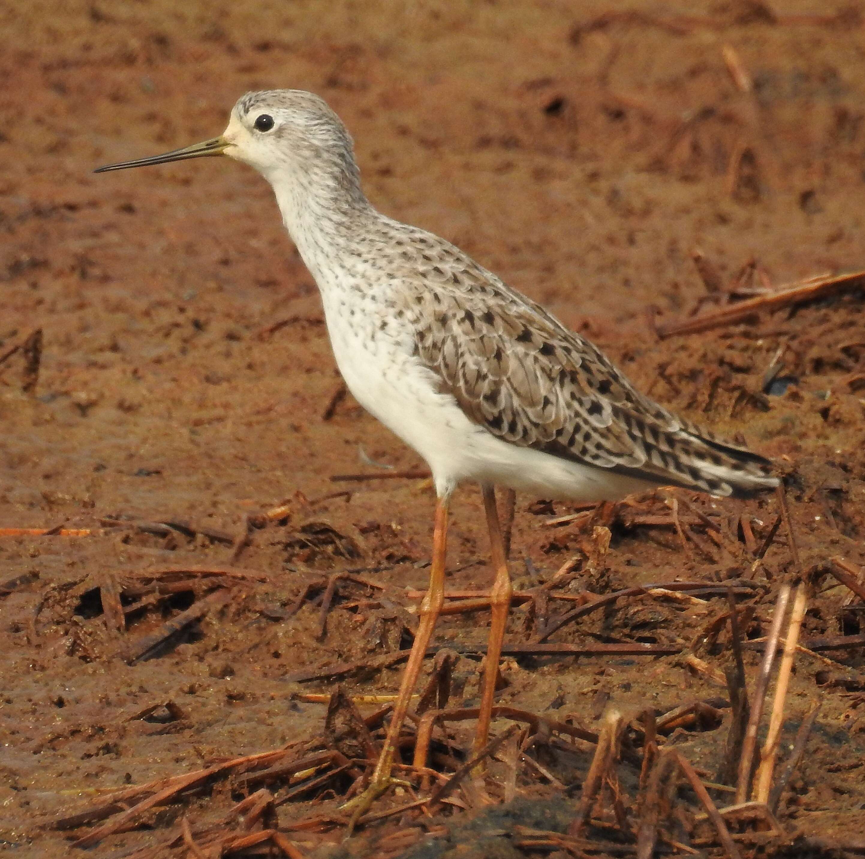 Image of Marsh Sandpiper