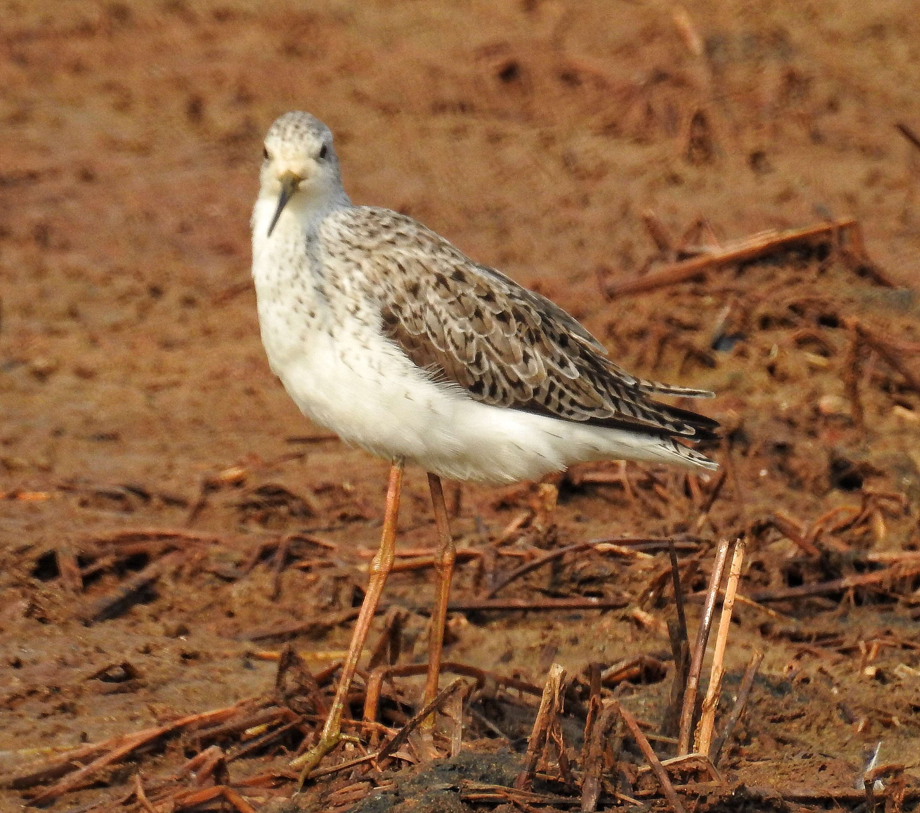 Image of Marsh Sandpiper