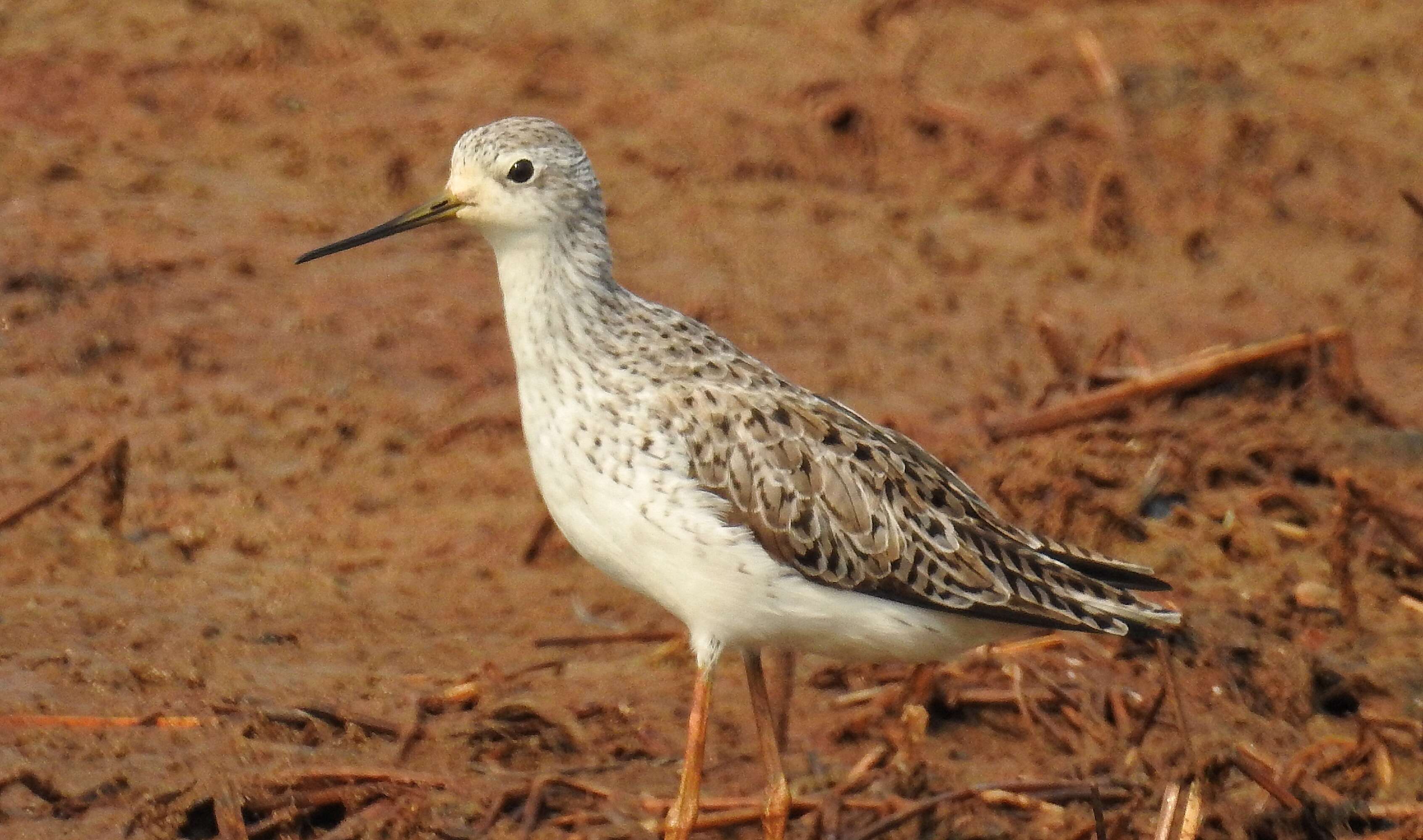 Image of Marsh Sandpiper